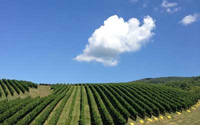 Glen Manor Vineyards