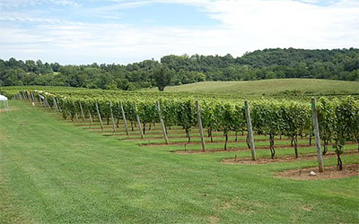Three Fox Vineyards