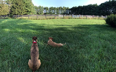 happy dog retreat